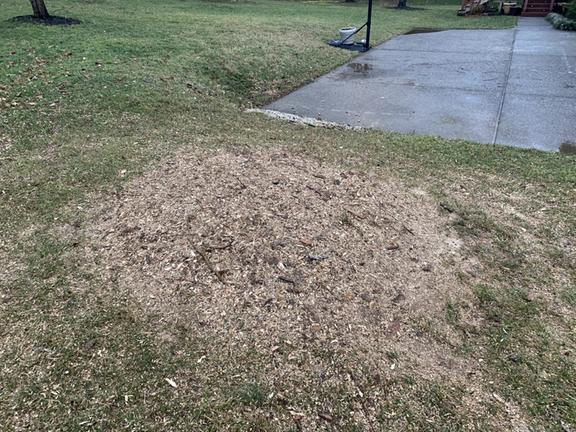 Diego's Landscaping & Tree Removal LLC Image