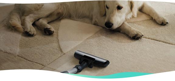 Proforce Carpet Cleaning Image