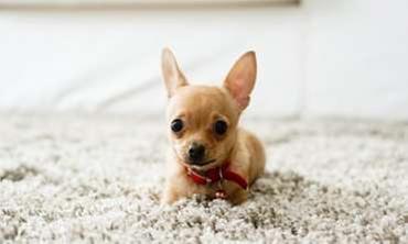 Proforce Carpet Cleaning Image