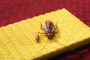 Griffin Pest Solutions Image
