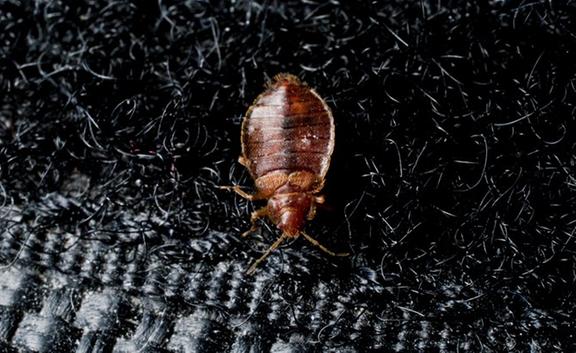 Griffin Pest Solutions Image