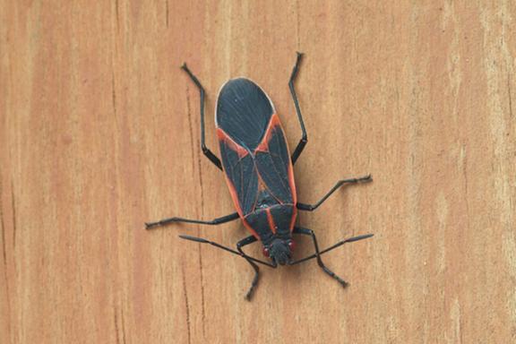Griffin Pest Solutions Image