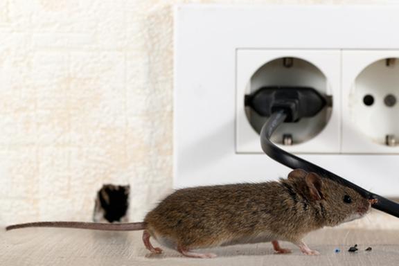 Griffin Pest Solutions Image