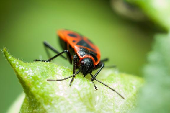Griffin Pest Solutions Image