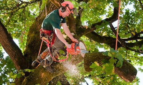H. Bear Tree Service LLC Image