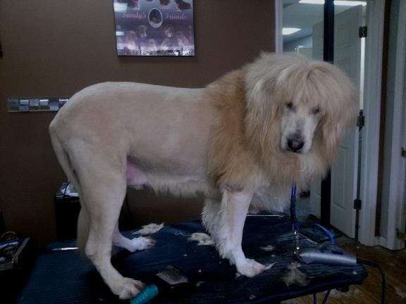 All In One Pet Parlor 315 S Collins St Plant City Fl All In One Pet Parlor