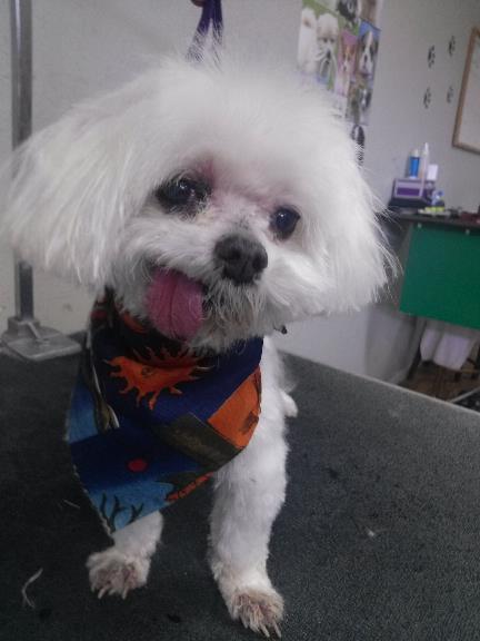 All In One Pet Parlor 315 S Collins St Plant City Fl All In One Pet Parlor