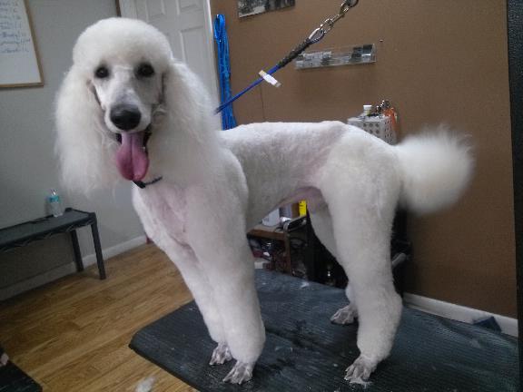 All In One Pet Parlor 315 S Collins St Plant City Fl All In One Pet Parlor