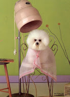hollywoof dog grooming