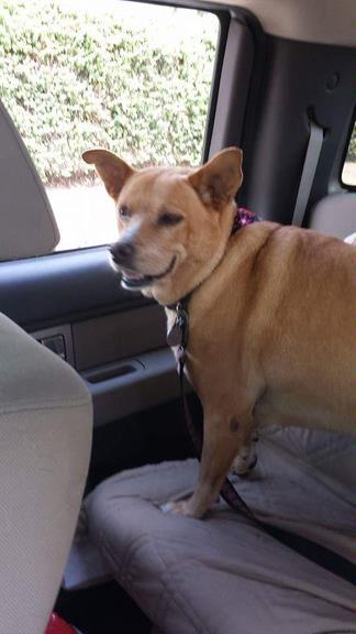 loma linda animal hospital hours