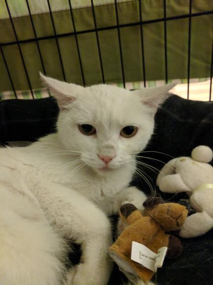 loma linda animal hospital hours