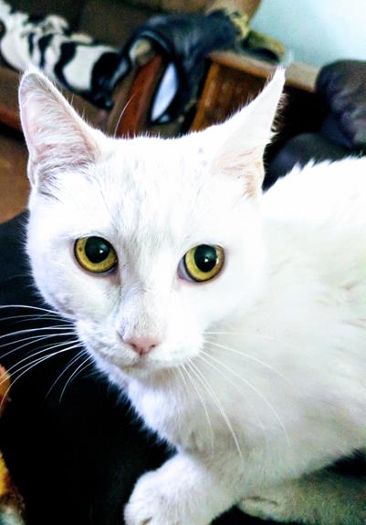 loma linda animal hospital hours