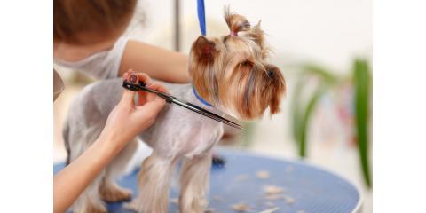 Reigning Cats Dogs Of Ocala Inc 1645 Se 58th Ave Ocala Fl