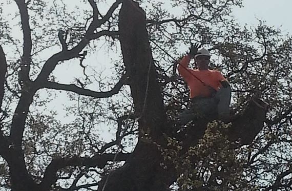 All Around Tree Care Temple Tx All Around Tree Care Temple Tx