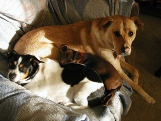Creature Comforts Animal Hospital Betsy T Sigmon Dvm 3435