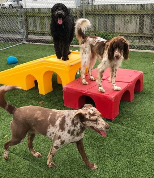 jaggers doggie daycare