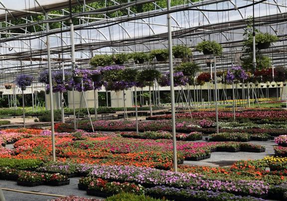 King S Greenhouse Garden Center 524 Stallings Rd Matthews Nc King S Greenhouse Garden Center 524