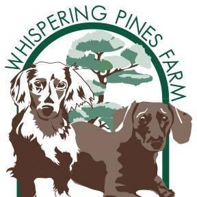 whispering pines dachshunds
